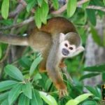 jungle-park-primates