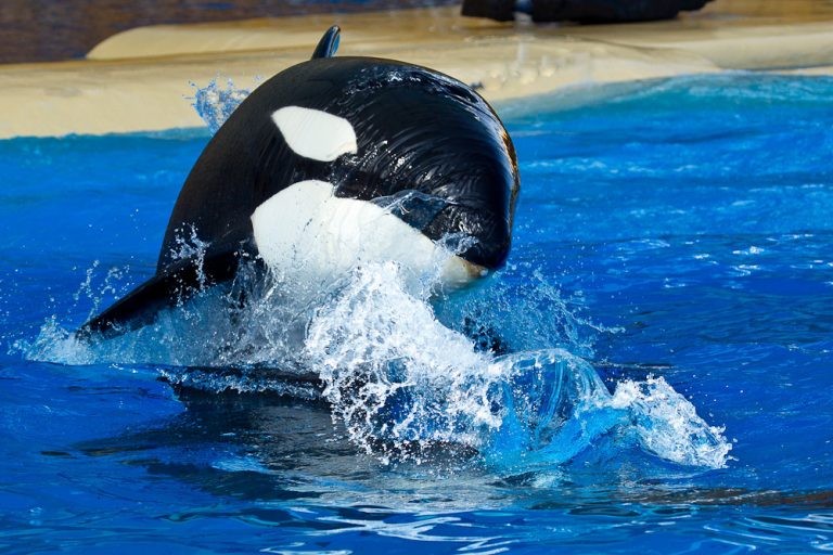 La fundación Free Morgan desinforma y difama a Loro Parque y sucrucero.com en su compromiso con la conservación de las orcas