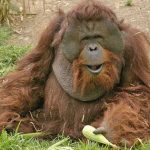 orangutan