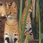 serval-500x315_2-copia