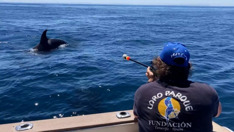 El dilema de las orcas en el Estrecho de Gibraltar: ¿exploración inocente o ataques agresivos?